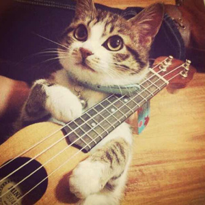 日本人与禽ZOZZO
